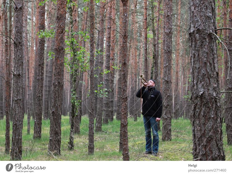 Mann in Jeans und dunkler Jacke steht im Fichtenwald und bläst eine Trompete Mensch maskulin Erwachsene 1 45-60 Jahre Umwelt Natur Pflanze Frühling Baum Gras