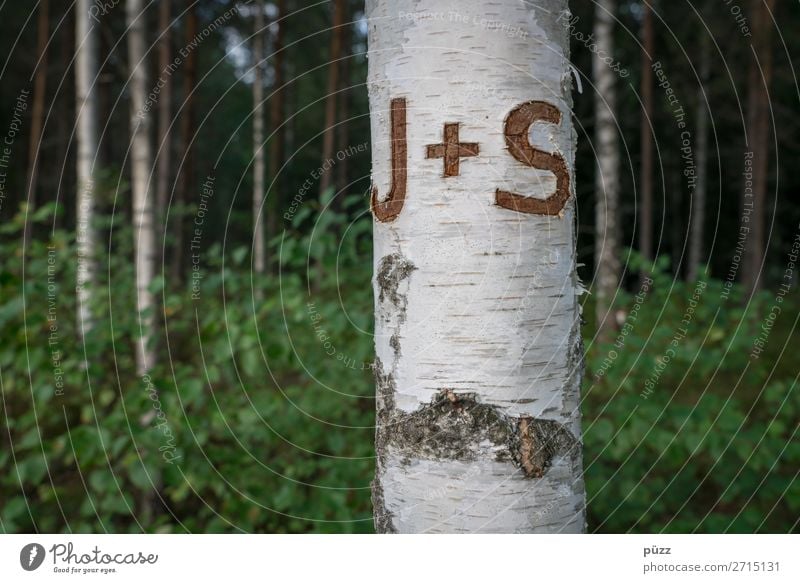 J + S Valentinstag Umwelt Natur Landschaft Pflanze Baum Birke Birkenwald Birkenrinde Holz Zeichen Schriftzeichen Plus Liebe träumen braun grün weiß Gefühle