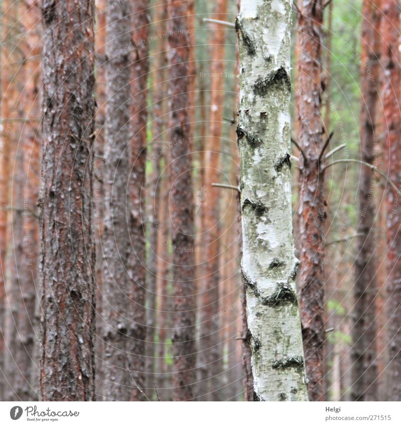 AST 5 | Außenseiter Umwelt Natur Pflanze Baum Nutzpflanze Fichte Birke Baumstamm Baumrinde stehen Wachstum authentisch einfach hoch natürlich dünn braun grau
