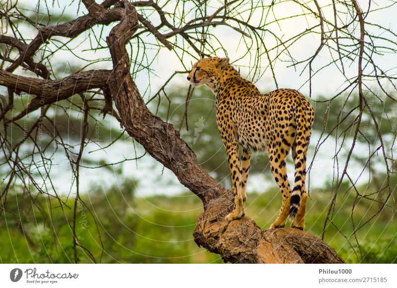 Geparden sitzen auf einem toten Baum. schön Ferien & Urlaub & Reisen Safari Natur Tier Park Katze wild Samburu Afrika Afrikanisch Tiere groß Fleischfresser