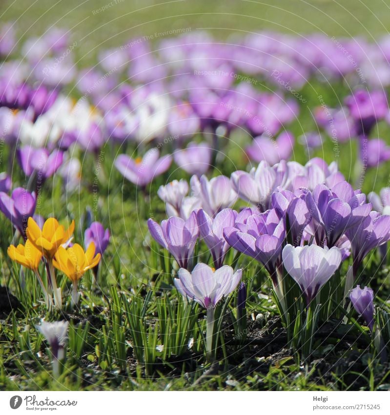 viele violette und drei gelbe Krokusse auf einer Wiese im Gegenlicht Umwelt Natur Landschaft Pflanze Frühling Schönes Wetter Blume Gras Blatt Blüte Park Blühend