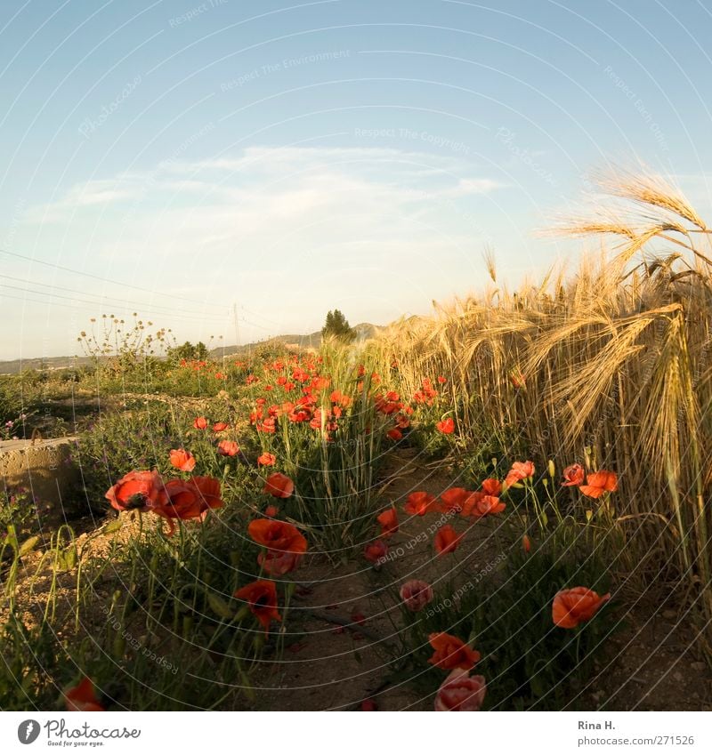 Mohn Am Feldrand - Ein Lizenzfreies Stock Foto Von Photocase