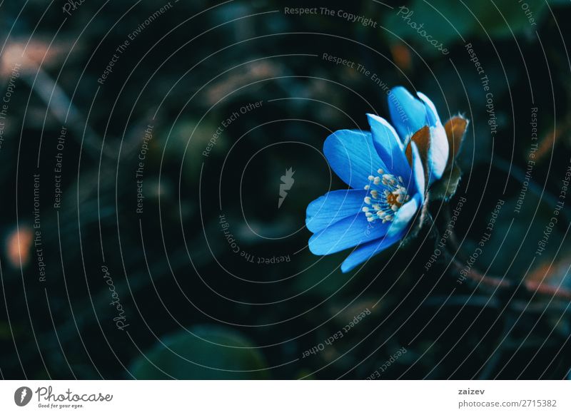 Nahaufnahme einer blauen Anemonenhepatica-Blüte in freier Wildbahn schön Duft Tapete Natur Pflanze Blume Wald Wachstum frisch natürlich wild grün weiß