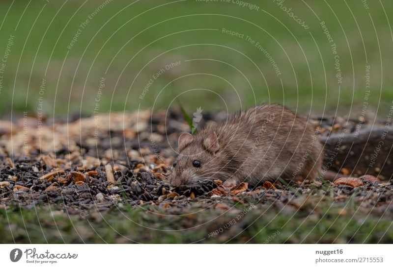 Kleine Braune Maus Auf Pflanze Frisst Samen Ein Lizenzfreies