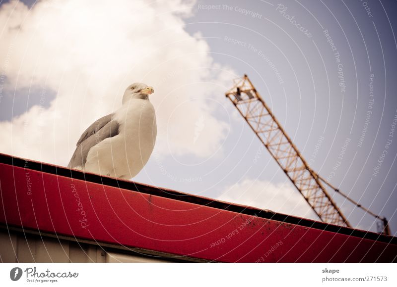 Bauaufsicht Hafenstadt Dach Tier Vogel hell Leben Natur Rotterdam Farbfoto Außenaufnahme Tag Tierporträt