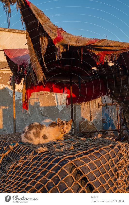 Junge Katzen, auf Fischernetz, im Hafen. Tier Haustier Armut dreckig dünn elend Elendsviertel Außenaufnahme Menschenleer Morgen Morgendämmerung Dämmerung Licht