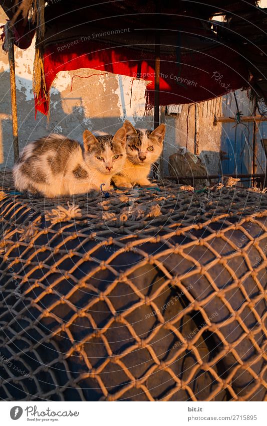 Zwei junge Katzen, liegen auf Fischernetz in der Morgensonne. Tier Haustier 2 Tierpaar Tierjunges schlafen Fischerdorf Farbfoto Außenaufnahme Menschenleer