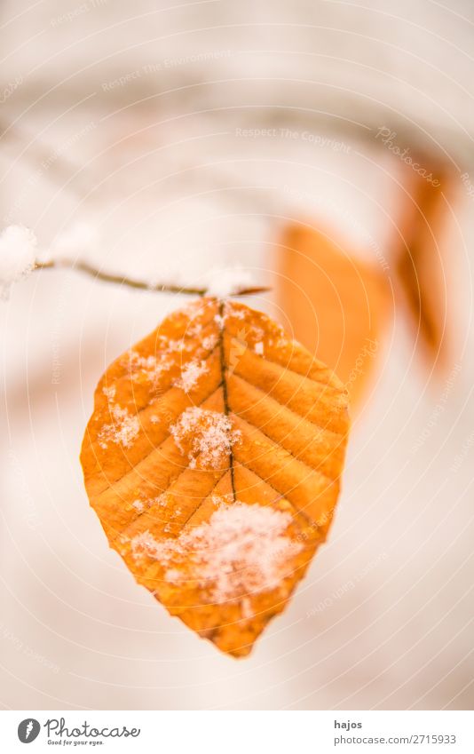 Buchenblatt im Schnee Winter Natur braun weiß Blatt Schneehaube Jahreszeit Nahaufnahm Baum Wald verschneit Farbfoto Nahaufnahme Menschenleer Textfreiraum oben