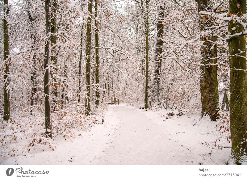 Wald im Schnee Winter Natur Wetter Baum weiß verschneit Weg Waldweg verzuckert Idylle märchenhaft still Jahreszeit ruhig Deutschland tief verschneit Farbfoto