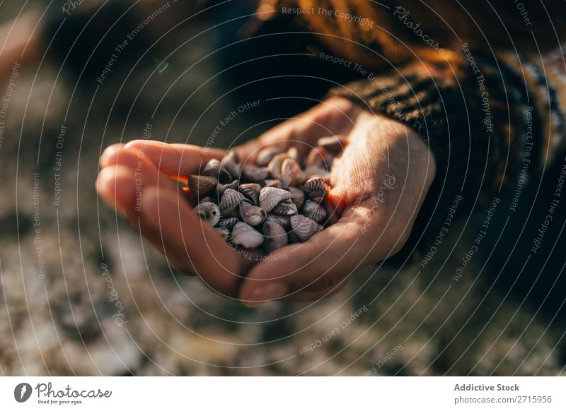 Hand haltend kleine Muscheln Muschelschale Natur marin natürlich Objektfotografie Tier schön Detailaufnahme Nahaufnahme Weichtier Wasser aquatisch Krebstier