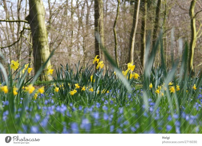 Narzissen und blaue Frühlingsblumen zwischen Bäumen im Park Umwelt Natur Landschaft Pflanze Schönes Wetter Baum Blume Blatt Blüte Gelbe Narzisse Blühend stehen
