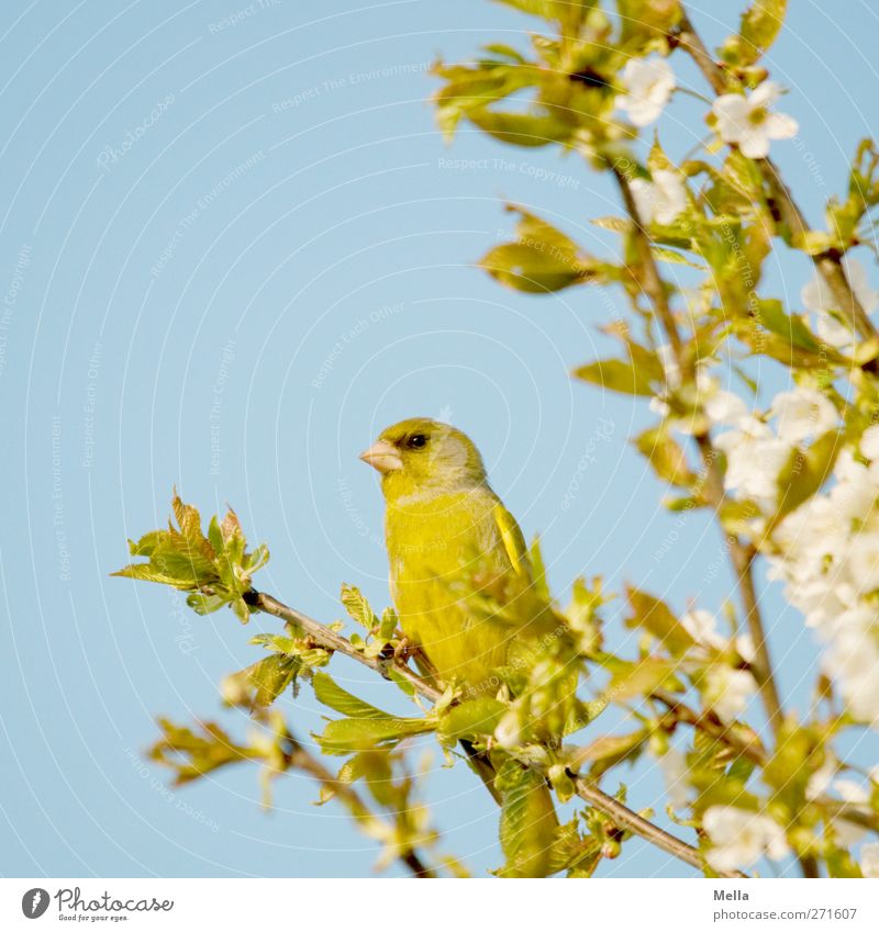 Frühling! Umwelt Natur Pflanze Tier Baum Blatt Blüte Kirschbaum Wildtier Vogel Fink 1 hocken Blick sitzen natürlich Neugier niedlich blau grün Farbfoto