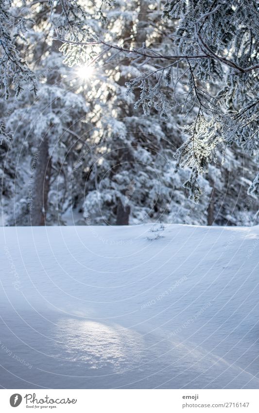 Glitzern im Schnee Umwelt Natur Landschaft Winter Schönes Wetter Pflanze Baum Wald kalt blau weiß Farbfoto Außenaufnahme Detailaufnahme Menschenleer Tag Licht