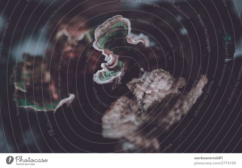 Klammerpilz Nahaufnahme Frucht Umwelt Natur Pflanze Herbst Wald Wachstum braun in der Nähe von Anlagenmerkmal Pilz Speisepilz lebender Organismus Anlagenteil