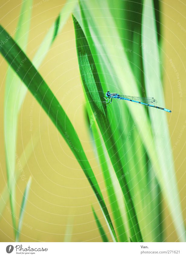 angedockt Natur Pflanze Tier Frühling Gras Halm Garten Wildtier Libelle Insekt 1 fliegen frisch hell schön blau grün Farbfoto mehrfarbig Außenaufnahme