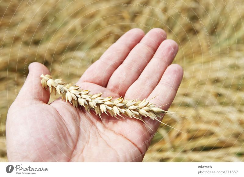 Korn in der Hand Lebensmittel Getreide Ernährung Sommer Finger Pflanze Nutzpflanze Weizen reif Ähren Handfläche Farbfoto Außenaufnahme Nahaufnahme Makroaufnahme