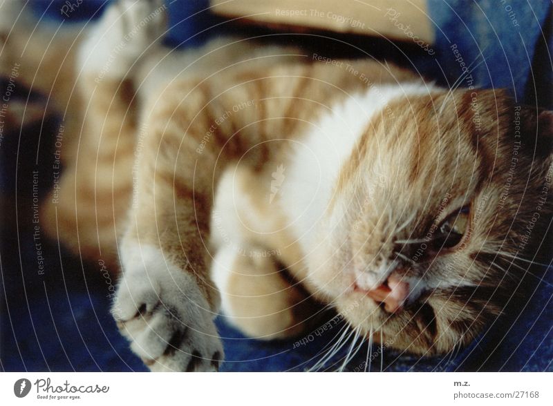 tiger Katze Pfote Unschärfe Hauskatze rekeln gemütlich kuschlig niedlich Körperhaltung Katzenpfote Schwache Tiefenschärfe Nahaufnahme Menschenleer 1 weich