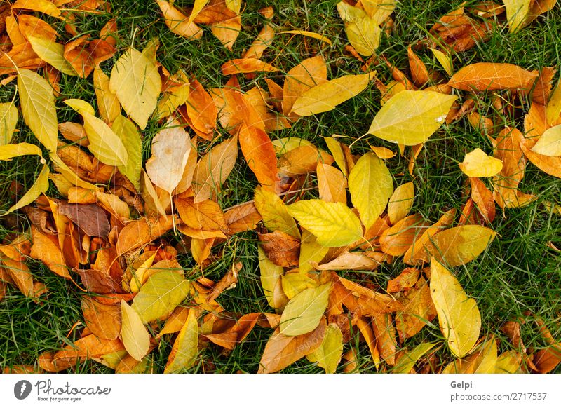 Gefallene Blätter von Bäumen Design schön Garten Dekoration & Verzierung Natur Pflanze Herbst Gras Blatt Park Wald natürlich braun grün Farbe Ahorn Hintergrund