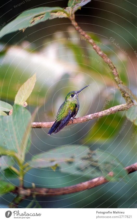 Summender Vogel exotisch schön Dekoration & Verzierung Kunst Natur Tier Blume Blatt Wald Urwald hell klein natürlich wild blau grün weiß Farbe Costa Rica