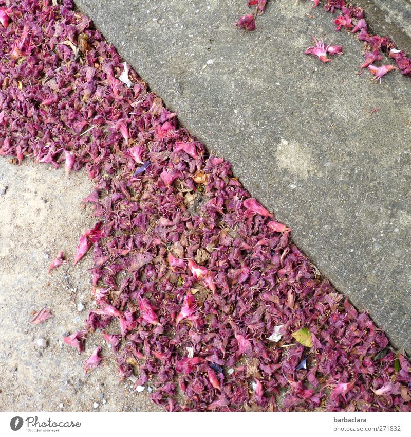 Vergängliche Schönheit Frühling Pflanze Blüte Dorf Straße Bürgersteig Diagonale fallen verblüht dehydrieren ästhetisch schön grau rosa Stimmung Farbe Leben