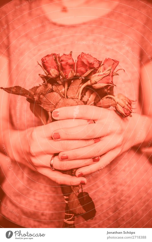 junge Frau schenkt rote Rosen zum Valentinstag Blume Verabredung Farbe des Jahres Freude Freundschaft Frühlingsgefühle Gefühle Geschenk Hand Korallen Liebe