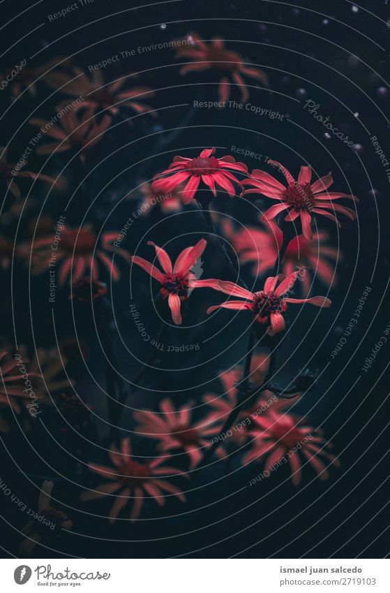 romantische rote Blumen im Garten in der Natur Blütenblatt Pflanze geblümt Dekoration & Verzierung Ornament Außenaufnahme schön Mode zerbrechlich Hintergrund