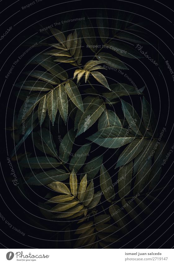 abstrakte grüne Pflanze Blätter Textur im Garten Blatt geblümt Natur Dekoration & Verzierung Konsistenz frisch Außenaufnahme Hintergrund Beautyfotografie
