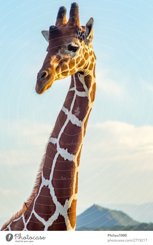Hals und Kopf einer Giraffe in der Nähe eines grünen Baumes schön Gesicht Safari Mund Natur Tier lang niedlich wild braun weiß Samburu Afrika Afrikanisch