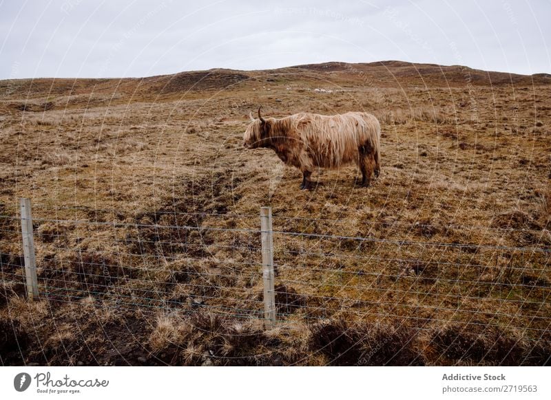 Hochlandrinderkuh auf trockenem Gras Kuh Wolken züchten Schottisches Hochlandrind haarig flockig Vieh Weide Wiese regenarm Natur Landschaft Feld natürlich