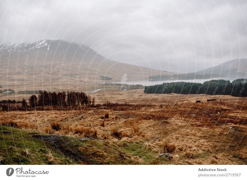 Neblige Berge und trockenes Gras Berge u. Gebirge Wolken regenarm Natur Landschaft natürlich Ferien & Urlaub & Reisen Felsen Tourismus Stein Schottland Wald