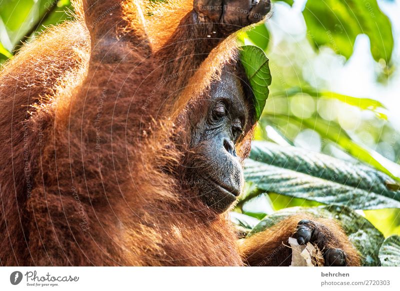 alt | weise 48 jahre Lebensraum Wildnis Klimawandel palmöl Orang-Utan nachdenklich Natur Blatt Baum Tiergesicht beeindruckend Nahaufnahme Affen Tierschutz