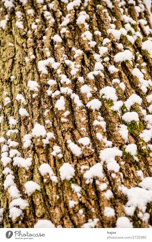 Eiche, Rinde mit Schnee Winter Pflanze Wetter Baum braun weiß verschneit Jahreszeit Riss Nahaufnahme Flora Deutschland Schneehaube Farbfoto Außenaufnahme
