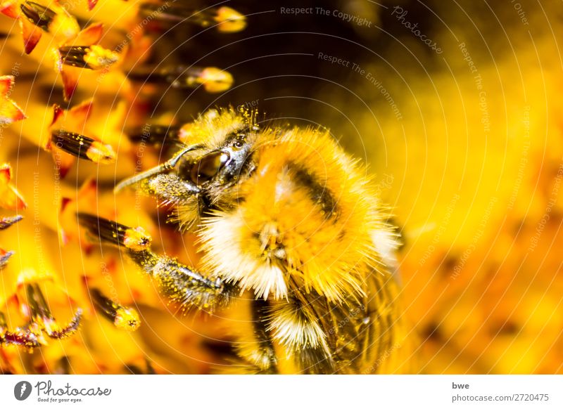 Bumblebee on flower Umwelt Natur Pflanze Tier Blüte insect 1 gelb orange Tierliebe Erfolg animal themes Animals in the Wild one animal close-up pollination