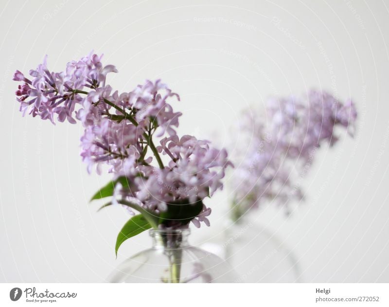 Frühlingsblüten... Pflanze Blume Blatt Blüte Fliederbusch Rispenblüte Vase Glas Blühend Duft Häusliches Leben ästhetisch einfach schön grün violett weiß