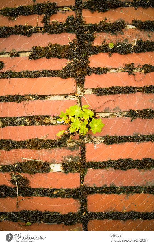 Mauerblümchen Frühling Sommer Pflanze Moos Wand Wachstum alt grün rot Optimismus Gelassenheit Hoffnung Überleben Vergänglichkeit Wandel & Veränderung