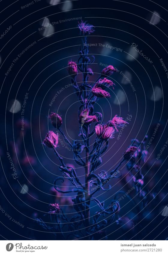 schöne Blumenpflanze im Garten in der Natur Pflanze Farbe farbenfroh geblümt Dekoration & Verzierung romantisch Beautyfotografie Zerbrechlichkeit Hintergrund