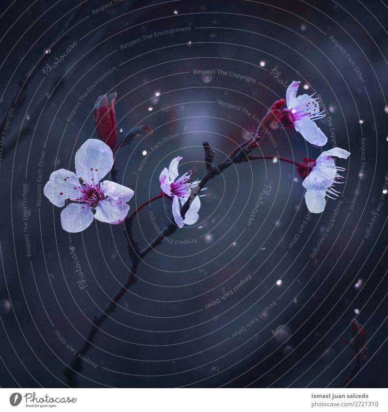 rosa Blumen Blütenblatt Pflanze Garten geblümt Natur Dekoration & Verzierung romantisch Beautyfotografie Zerbrechlichkeit Hintergrund Frühling Sommer Winter