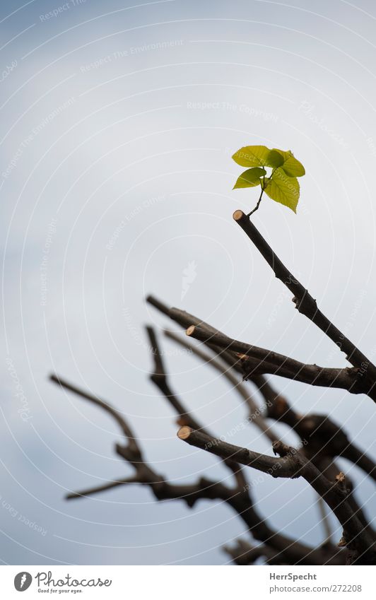 Neuanfang Natur Pflanze Frühling Baum Blatt Grünpflanze Wachstum neu Frühlingsgefühle Optimismus Tatkraft Hoffnung austreiben sprießen Zweige u. Äste