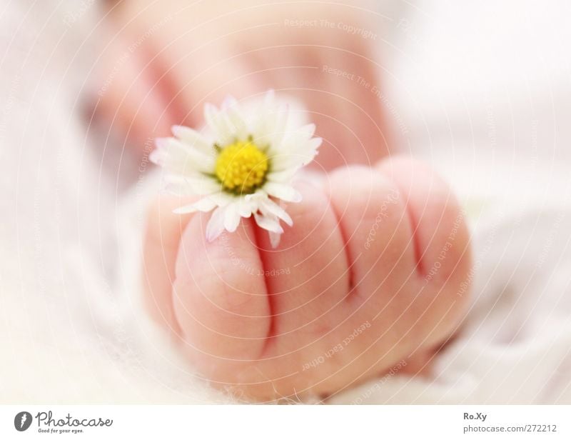 Babyhand mit Gänseblümchen Mensch Kind Kleinkind Mädchen Haut Hand Finger 1 0-12 Monate Blume Glück Zufriedenheit Vertrauen Warmherzigkeit Liebe Babyhaut sanft