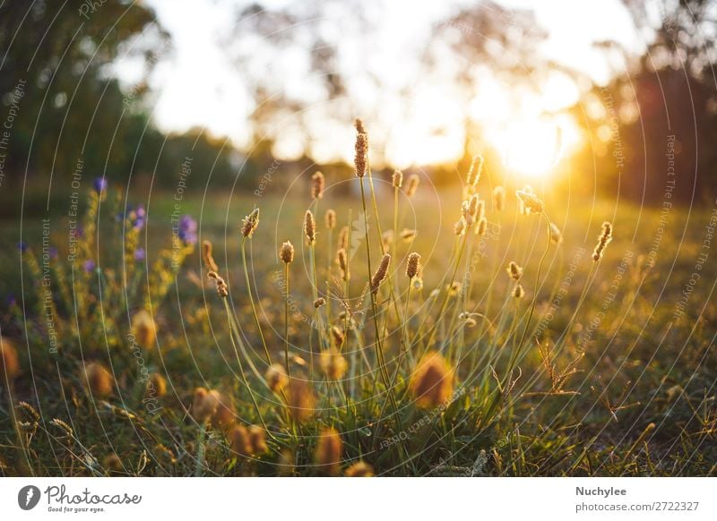 Feldblume auf einer grünen Wiese im Frühjahr oder Sommer schön Sonne Garten Natur Pflanze Himmel Frühling Baum Blume Gras frisch natürlich gold weiß Farbe