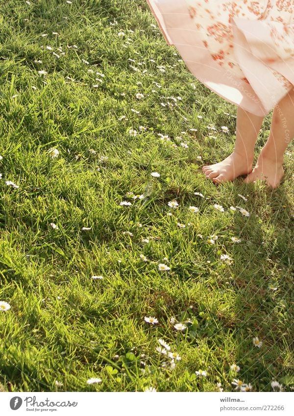 Barfuß im Gras barfuß Beine Fuß Kindheit Wiese Sommer Schönes Wetter Wind Gänseblümchen Rock Kleid Mädchen