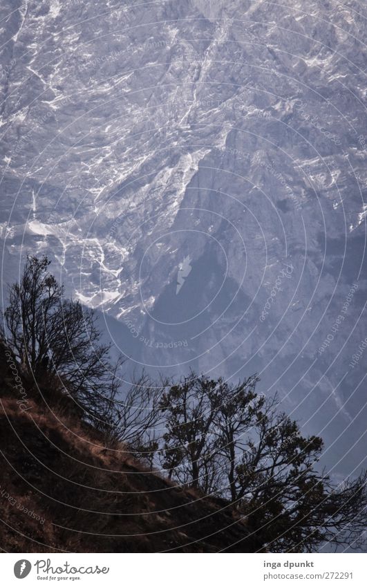 Survivors Umwelt Natur Landschaft Pflanze Urelemente Winter Baum Sträucher Felsen Berge u. Gebirge Schlucht Hochgebirge China Yunnan außergewöhnlich dunkel