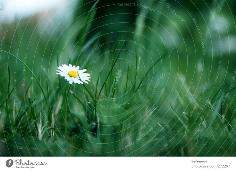 Urwaldpflanze Ausflug Sommer Sonne Umwelt Natur Frühling Pflanze Blume Gras Blüte Gänseblümchen Garten Park Wiese klein nah Farbfoto Außenaufnahme Nahaufnahme