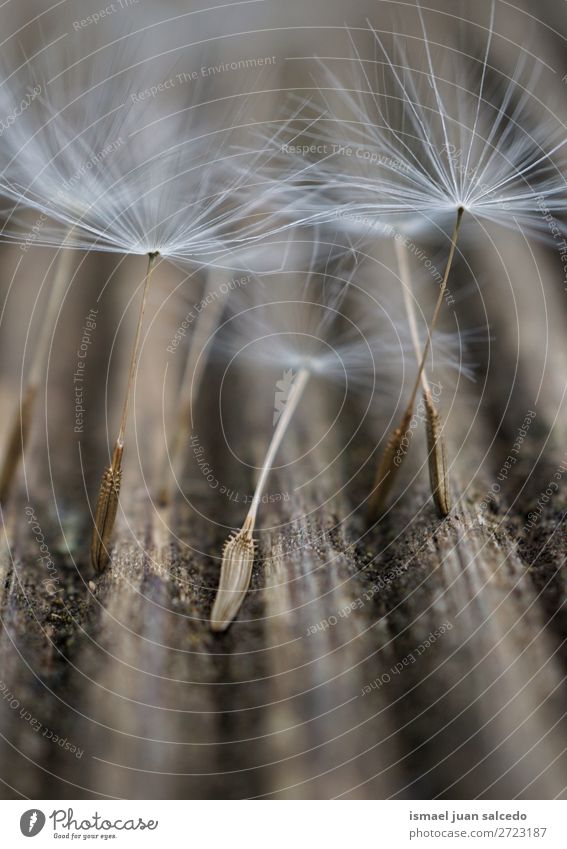 Natur Sommer Pflanze Blume Ein Lizenzfreies Stock Foto Von Photocase