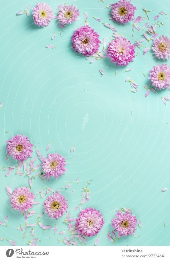 Blumenzusammensetzung mit Blüten und Blütenblättern Design Dekoration & Verzierung Hochzeit Frau Erwachsene Mutter Kunst oben rosa Kreativität Hintergrund
