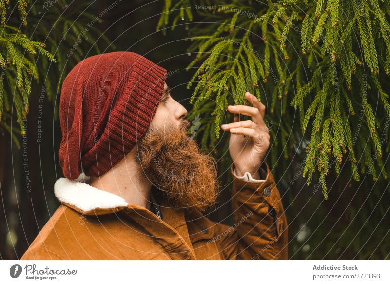 Bartiger Mann am grünen Baum stehend Tourist Natur bärtig warme Kleidung Tanne Wald Ferien & Urlaub & Reisen Abenteuer Landschaft wandern Azoren Außenaufnahme