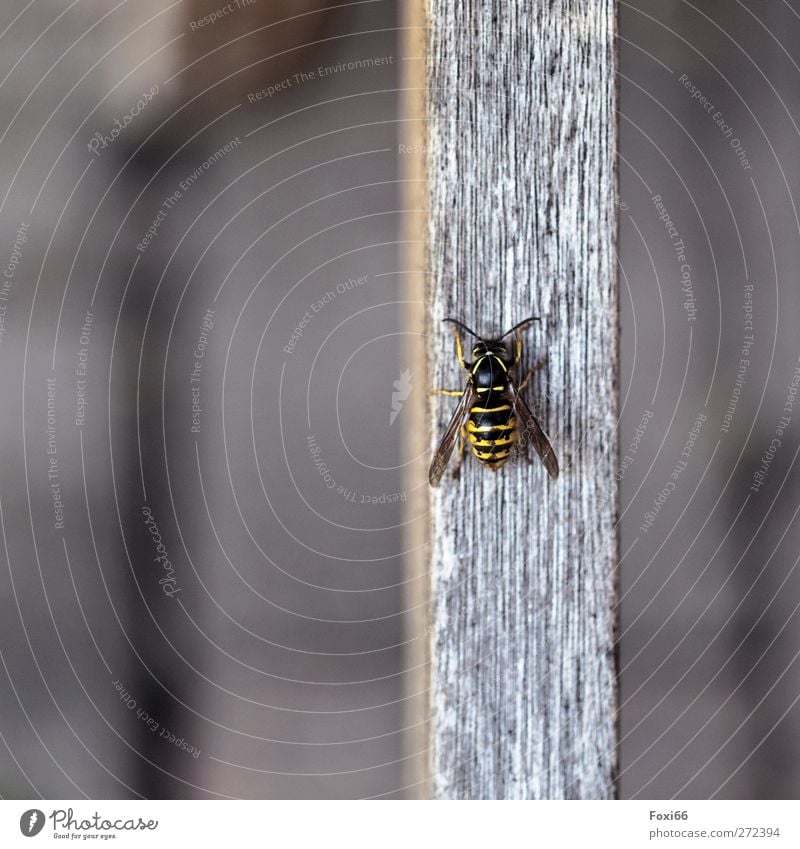auf dem Holzweg Umwelt Frühling Garten Nutztier Wespe 1 Tier beobachten Bewegung krabbeln klein natürlich Neugier stachelig braun gelb schwarz "Königin