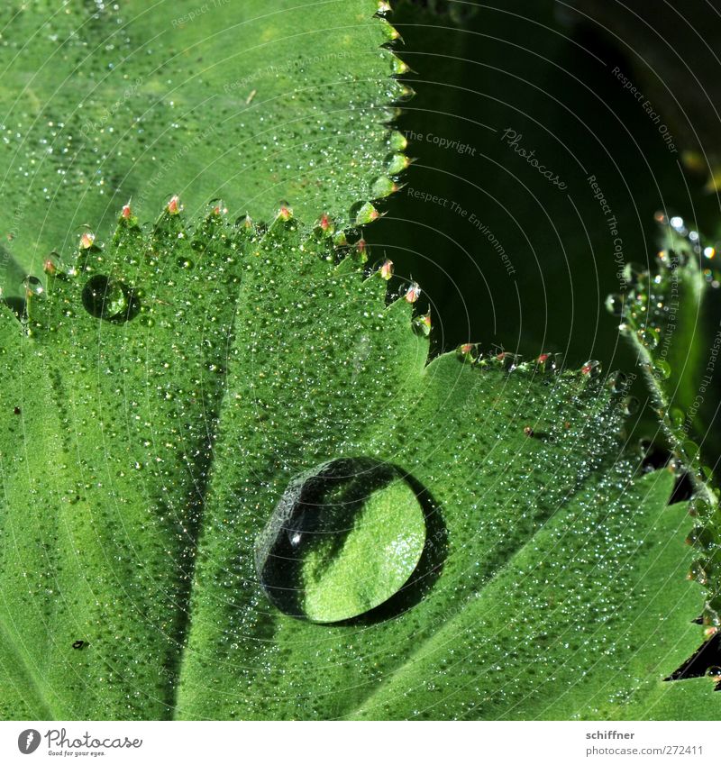 Ich kann auch Lotus Natur Sonnenlicht Pflanze Blatt Grünpflanze grün Tropfen Wassertropfen hydrophob wasserdicht feucht Feuchtgebiete Blattadern Blattgrün