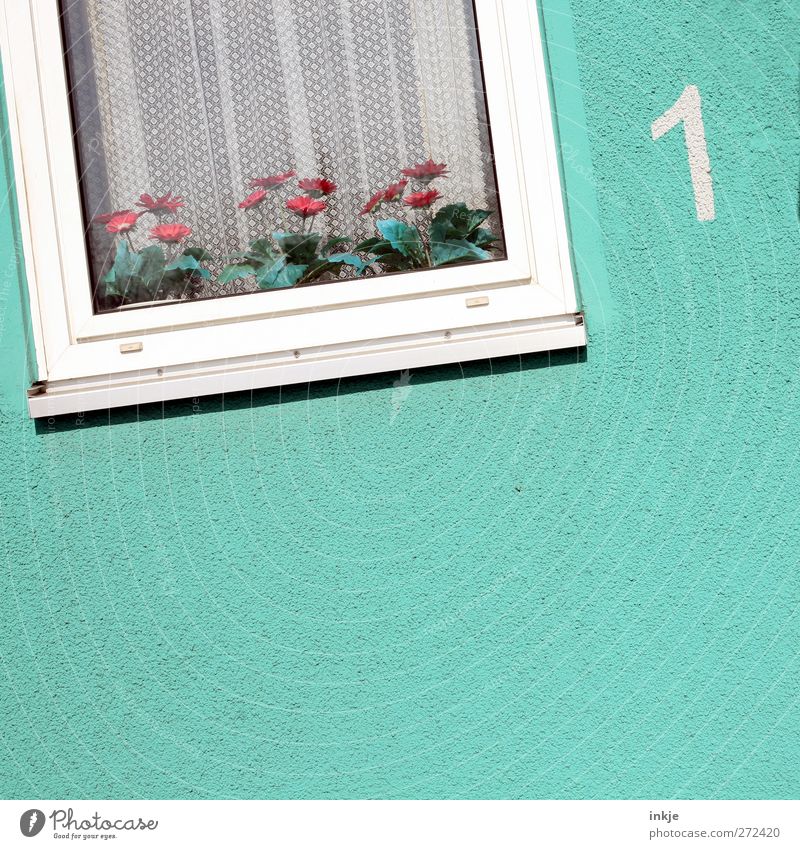 Blumen schmücken das Leben... Lifestyle Häusliches Leben Wohnung Dekoration & Verzierung Fenster Menschenleer Haus Fassade Gardine Fensterrahmen