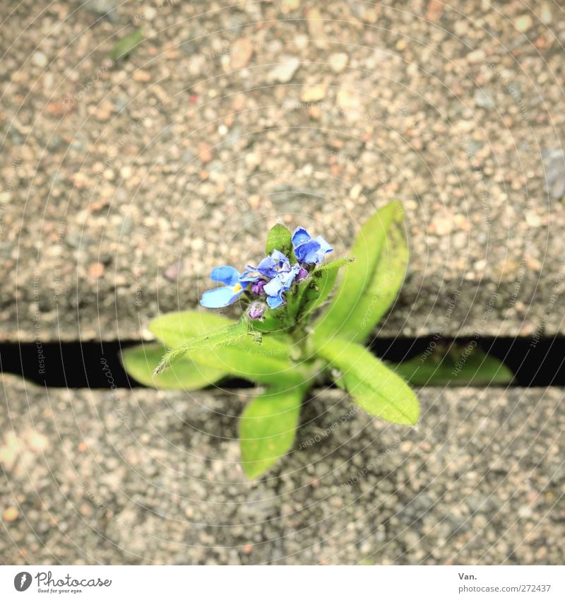 Durchbruch Natur Pflanze Blume Blatt Blüte Stadt Bürgersteig Stein Beton Wachstum blau grün Spalte Farbfoto mehrfarbig Außenaufnahme Nahaufnahme Menschenleer